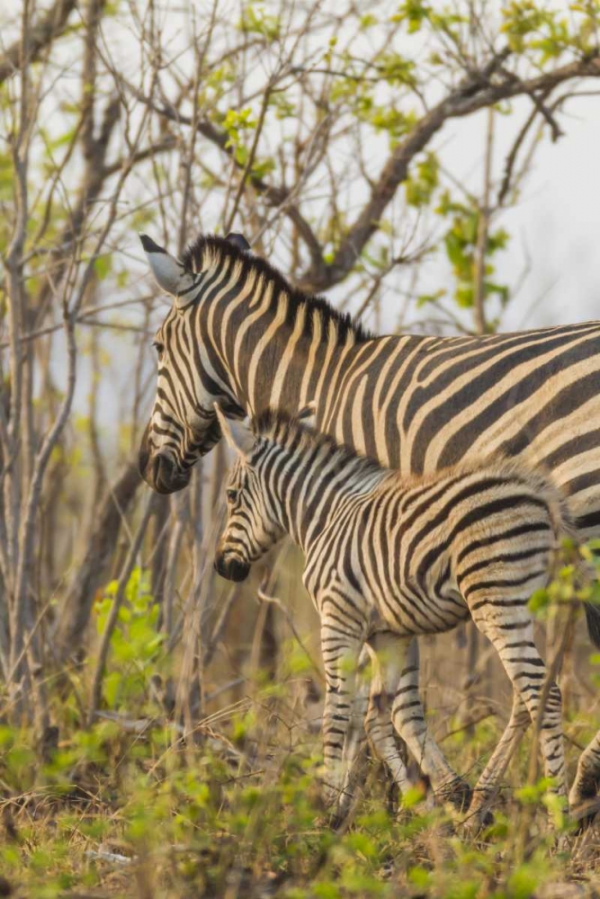 Africa, South Africa Mother and juvenile zebras